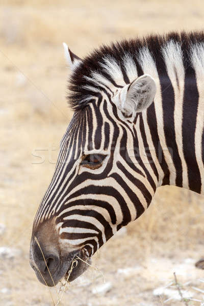 Zebra portrait. Burchell's zebra, Equus quagga burchellii. Stock photo © artush
