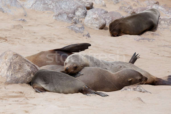 Ogromny kolonia brązowy futra pieczęć morza Zdjęcia stock © artush