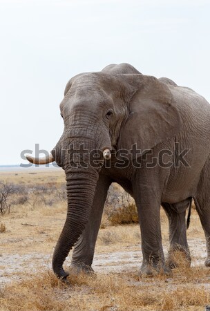 Nagy afrikai elefántok park portré Namíbia Stock fotó © artush