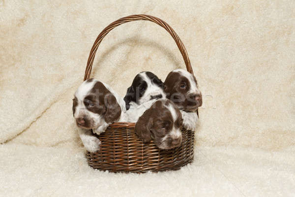 two puppy of brown English Cocker Spaniel Stock photo © artush