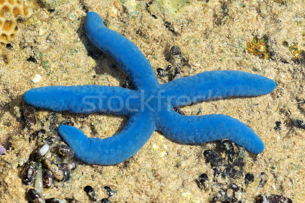 Blu starfish basso marea Indonesia sabbia Foto d'archivio © artush