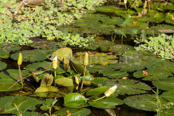 water lily in small pond Stock photo © artush