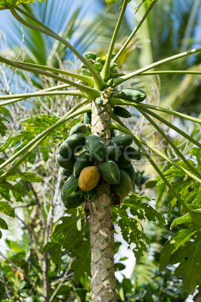Green papaya on the tree, Bali Indonesia Stock photo © artush