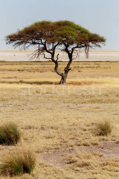 Groß Baum öffnen Savanne Ebenen Afrika Stock foto © artush