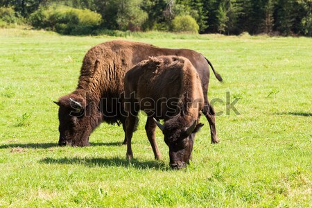 Bison einfach Herde grünen Gras Stock foto © artush