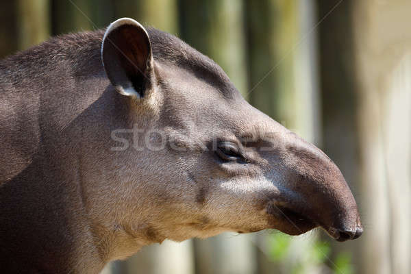 South American tapir (Tapirus terrestris) Stock photo © artush