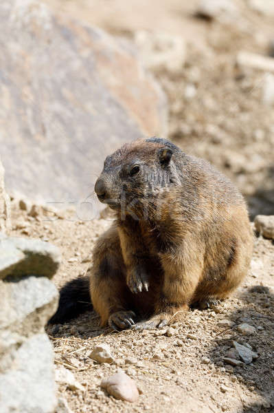 alpine marmot (Marmota marmota latirostris) on the rock Stock photo © artush