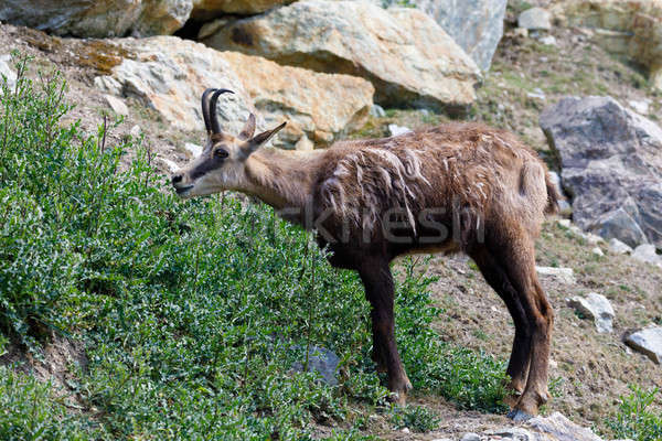 Stock photo: Male chamois at the mountain hill