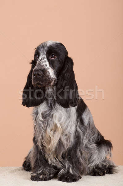 Stock photo: dog english cocker spaniel