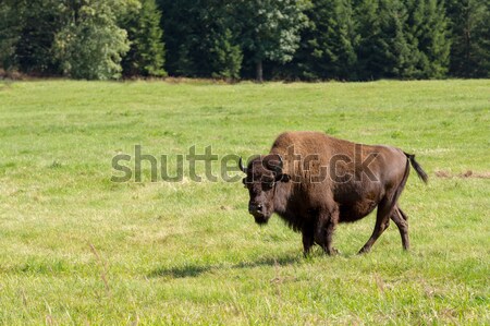 Bison einfach Gras Natur Sommer Stock foto © artush