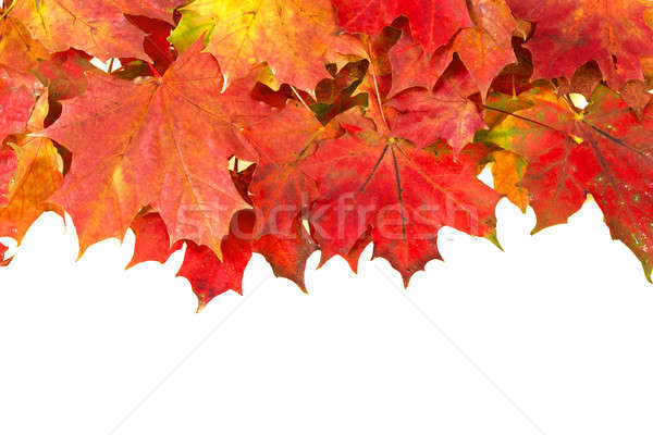 Stock photo: red autumn leaves frame