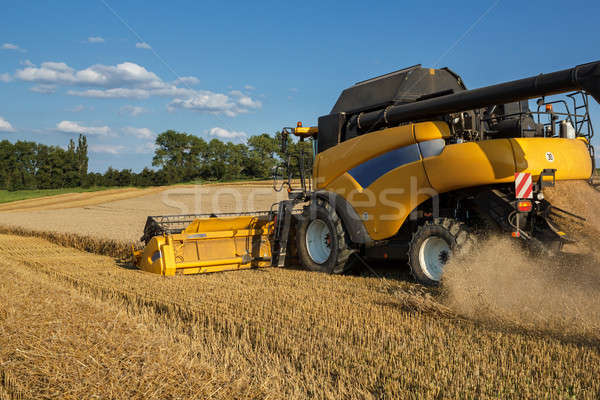Stock photo: Yellov combine on field harvesting gold wheat