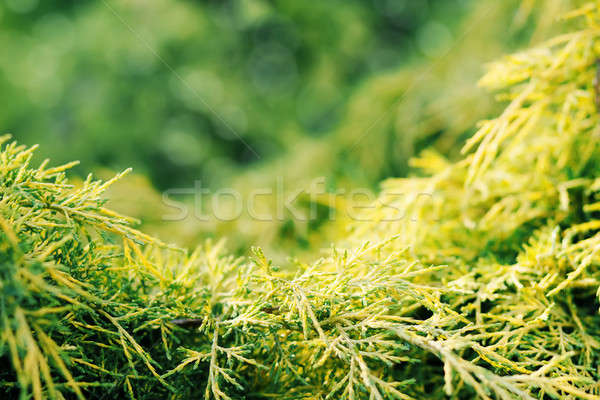 conifer with shallow focus for background Stock photo © artush
