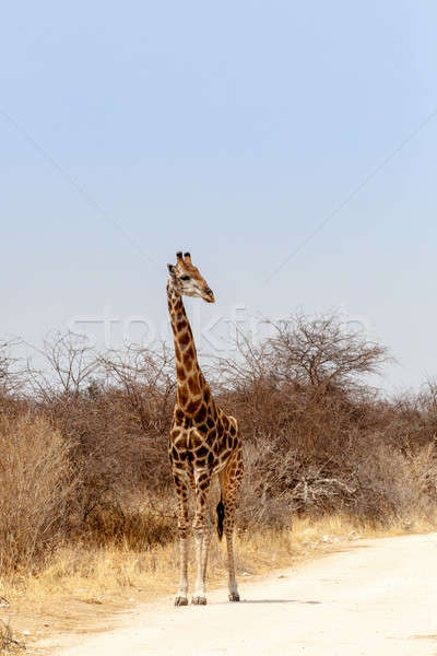 ストックフォト: 成人 · キリン · 道路 · 公園 · ナミビア · 野生動物