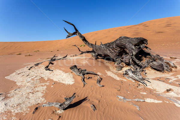 Sossusvlei beautiful landscape of death valley, namibia Stock photo © artush