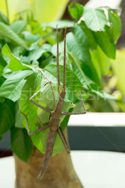 Phasmatodea, Stick insects Stock photo © artush