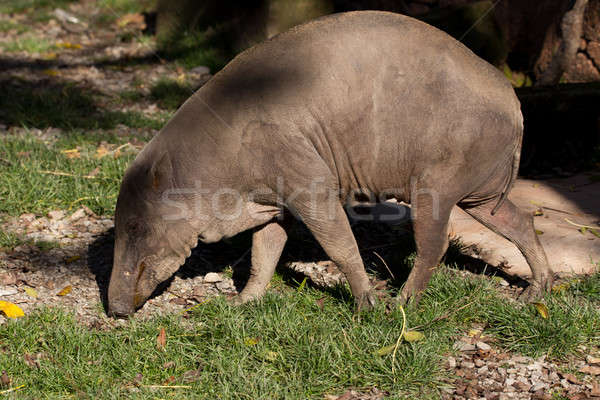 North Sulawesi babirusa Stock photo © artush