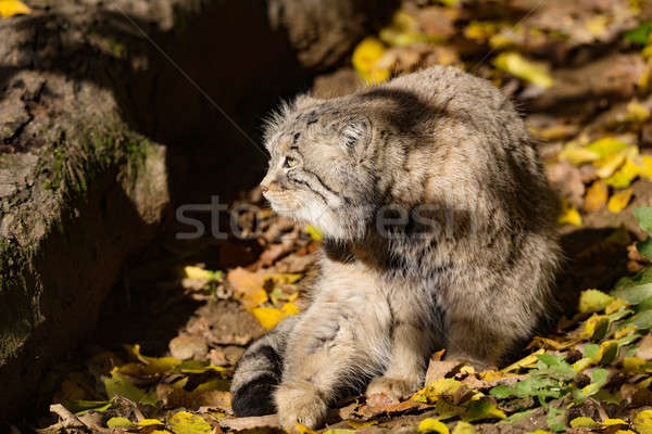 beautiful wild cat, Pallas's cat, Otocolobus manul Stock photo © artush