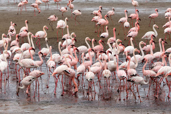 Imagine de stoc: Roz · flamingo · colonie · urias · Namibia · deşert