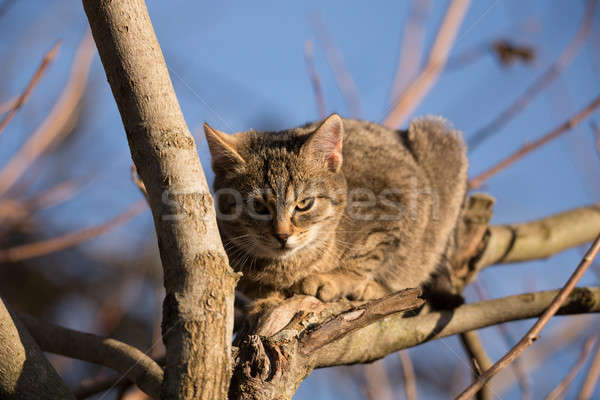 Zdjęcia stock: Mały · cute · szary · kotek · drzewo · zewnątrz