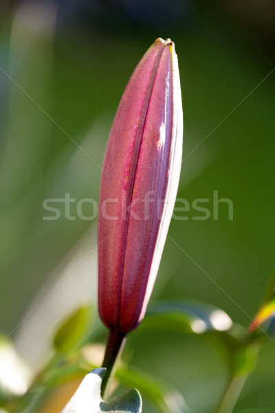 bud before flowering pink lily Stock photo © artush