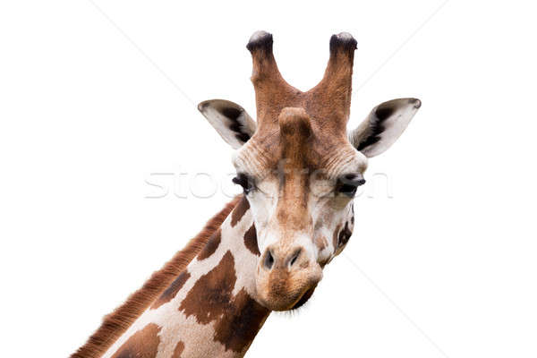 young cute giraffe Stock photo © artush