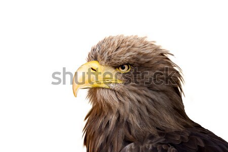 большой морем орел изолированный фон птица Сток-фото © artush