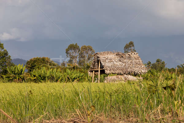 Madagascar traditional rural landscape with hut Stock photo © artush
