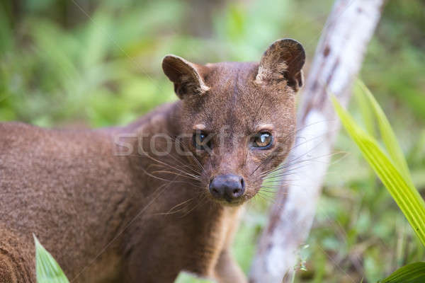 Stockfoto: Vleesetend · zoogdier · Madagascar · roofdier · reserve · wildlife