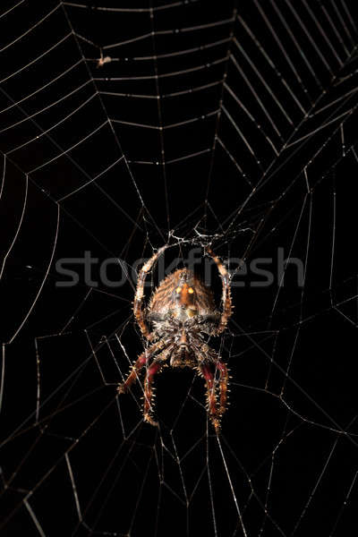 Darwin's bark spider (Caerostris darwini) Madagascar Stock photo © artush