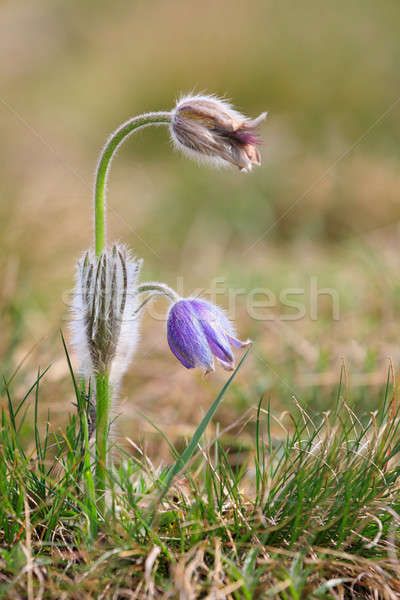 Fioritura fiore viola piccolo peloso primavera Foto d'archivio © artush