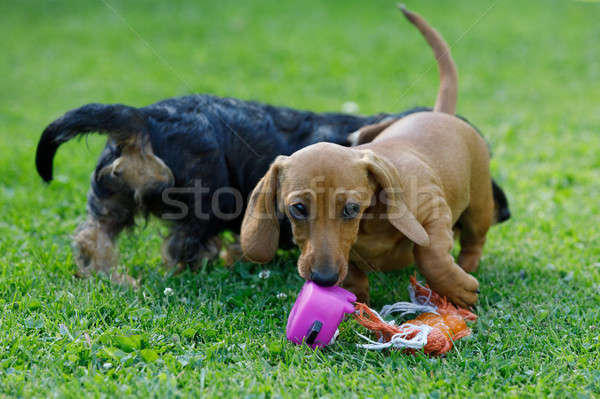 small dogs dachshund plays in garden Stock photo © artush