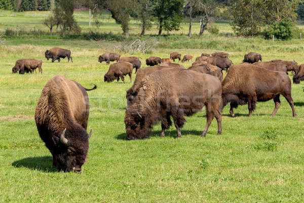 Bison einfach Gras Natur Sommer Stock foto © artush