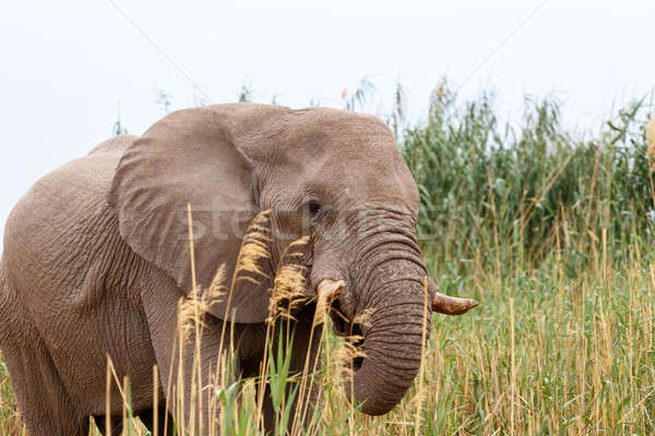 African Elephant in Etosha national Park Stock photo © artush