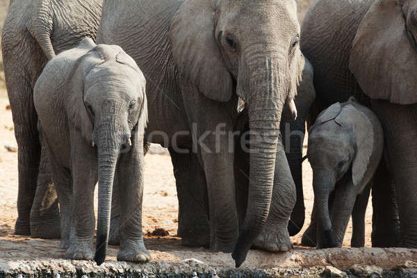 A herd of African elephants drinking at a muddy waterhole Stock photo © artush