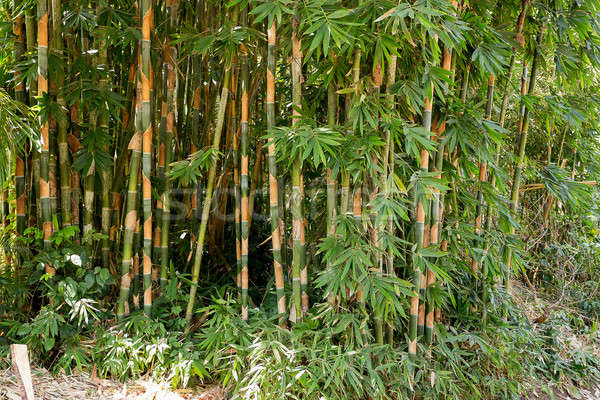 Szczegół wiele wcześnie bambusa drzew bali Zdjęcia stock © artush