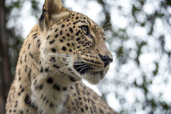 head shot of Persian leopard Stock photo © artush