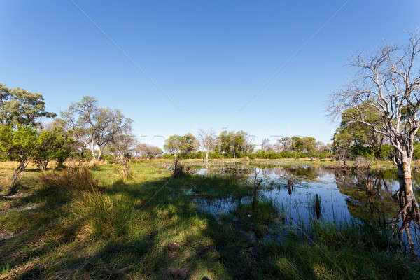 Stock photo: landscape in the Okavango swamps
