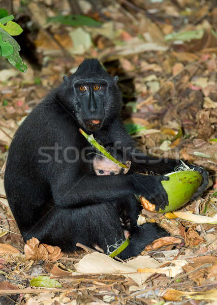 Celebes crested macaque, Sulawesi, Indonesia Stock photo © artush