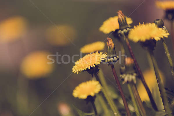 Yellow dandelion retro color Stock photo © artush