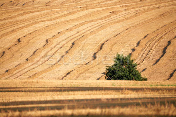 harvested field with straw lines Stock photo © artush