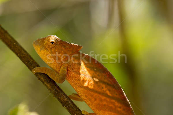 Parson's chameleon (Calumma parsonii) Stock photo © artush