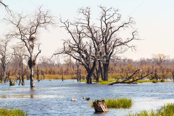Moremi game reserve, Okavango delta, Botswana Africa Stock photo © artush