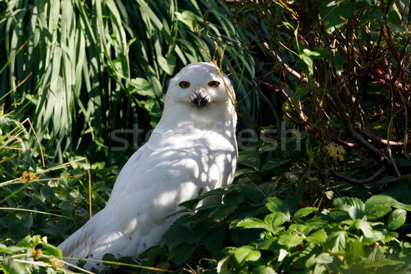 snowy owl (Bubo scandiacus) large white bird Stock photo © artush