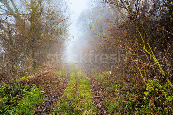 Country road through rich deciduous forest Stock photo © artush
