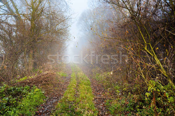 Stock foto: Landstraße · reichen · Laub · Wald · Nebel · Holz