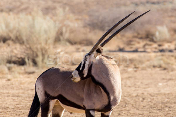 portrait of Gemsbok, Oryx gazella Stock photo © artush