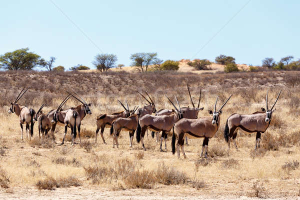 Dune de sable parc Botswana nature paysage désert [[stock_photo]] © artush