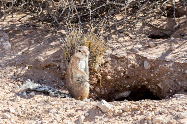 Terreno esquilo cauda África do Sul areia Foto stock © artush