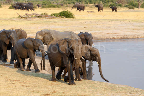 herd of African elephants drinking at a muddy waterhole Stock photo © artush